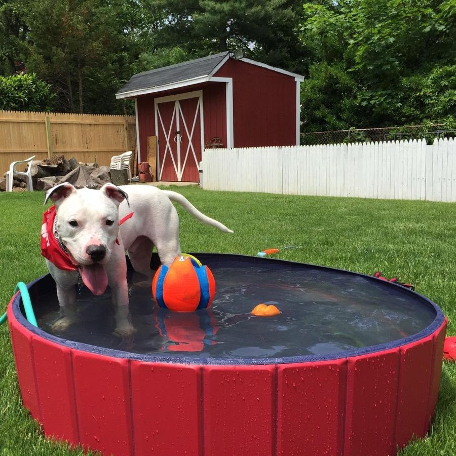 PORTABLE PET POOL™